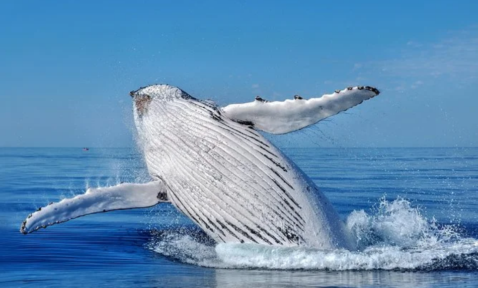 Sorties_Whale_Watching